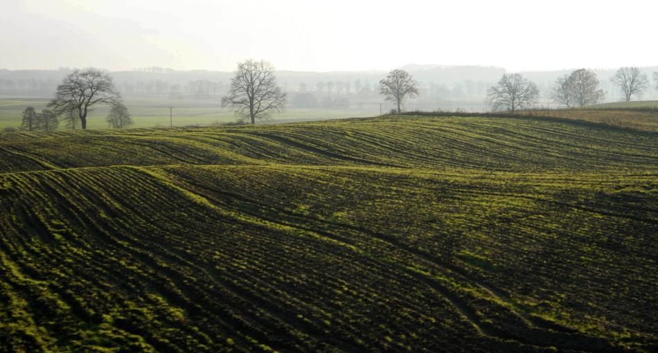 Nature Landscape Field At The