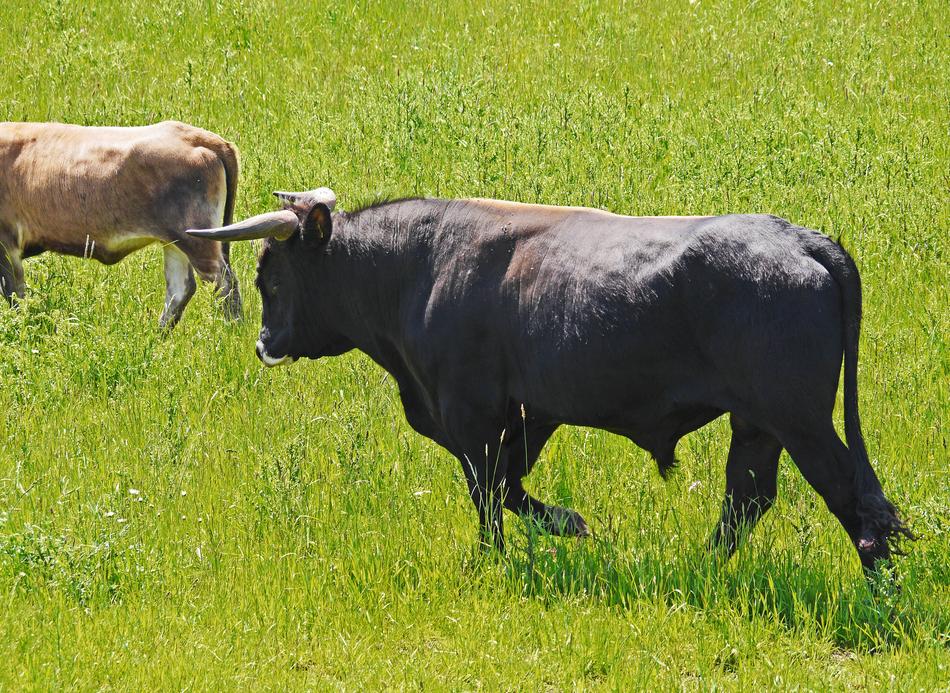 cute bulls walking in the meadow
