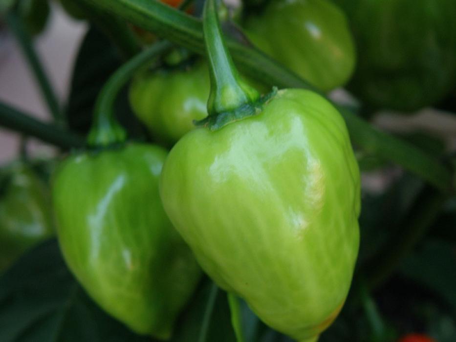 ripe garden peppers
