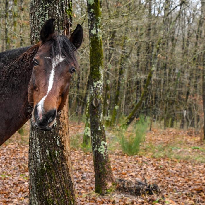 Horse Curious Head