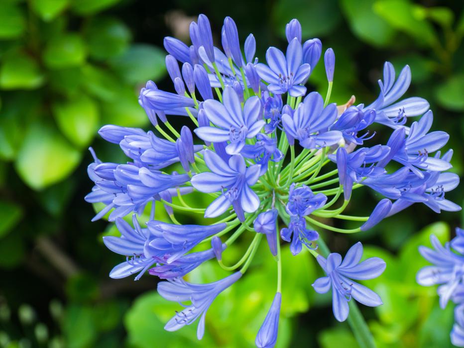 Flower Blue Bright