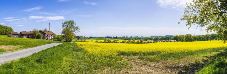 Panorama Oilseed Rape Field
