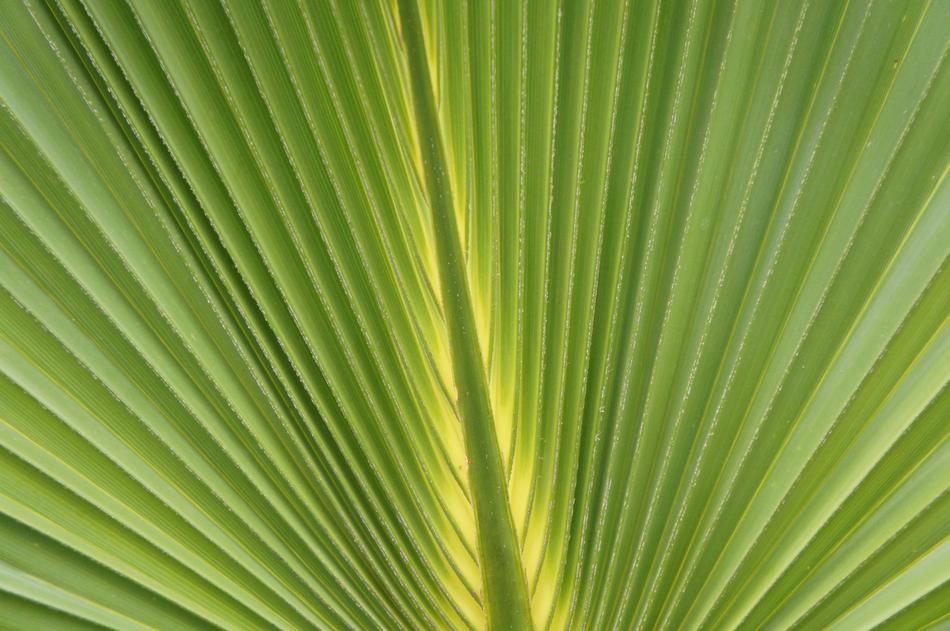 Leaf Plant Nature