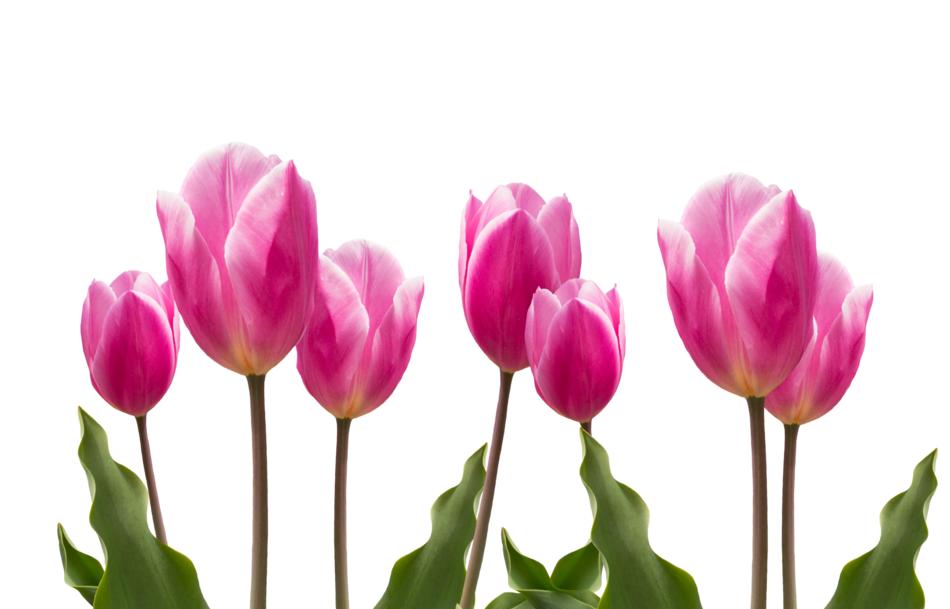 tulips are blooming in the garden