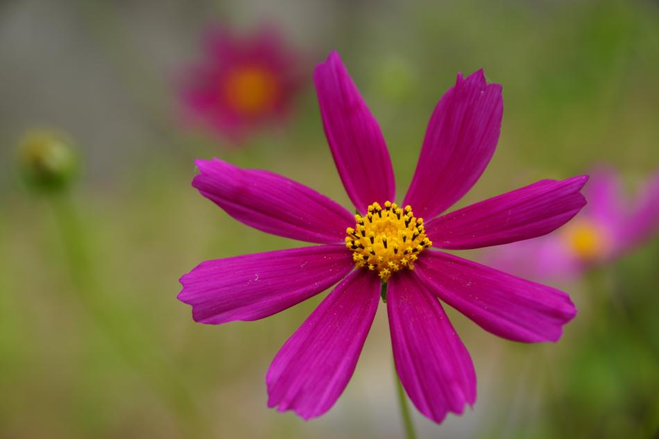Nature Flower Plant