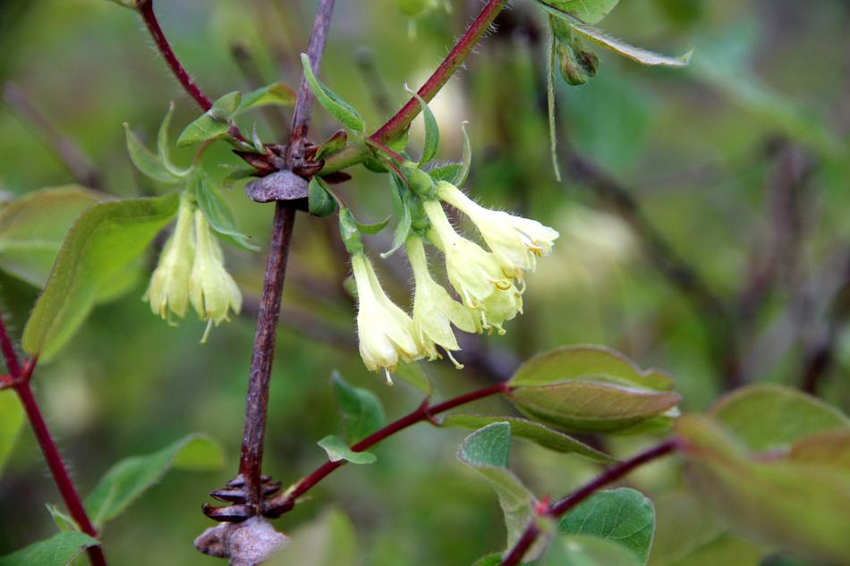 Honeysuckle Bloom Nature