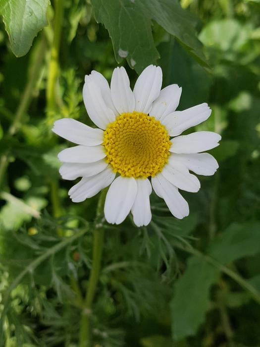 Nature Plant Flower