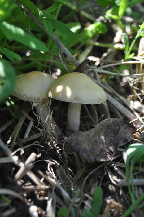 Nature Flora Fungus