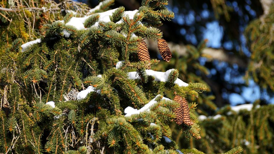 Tree Nature Winter