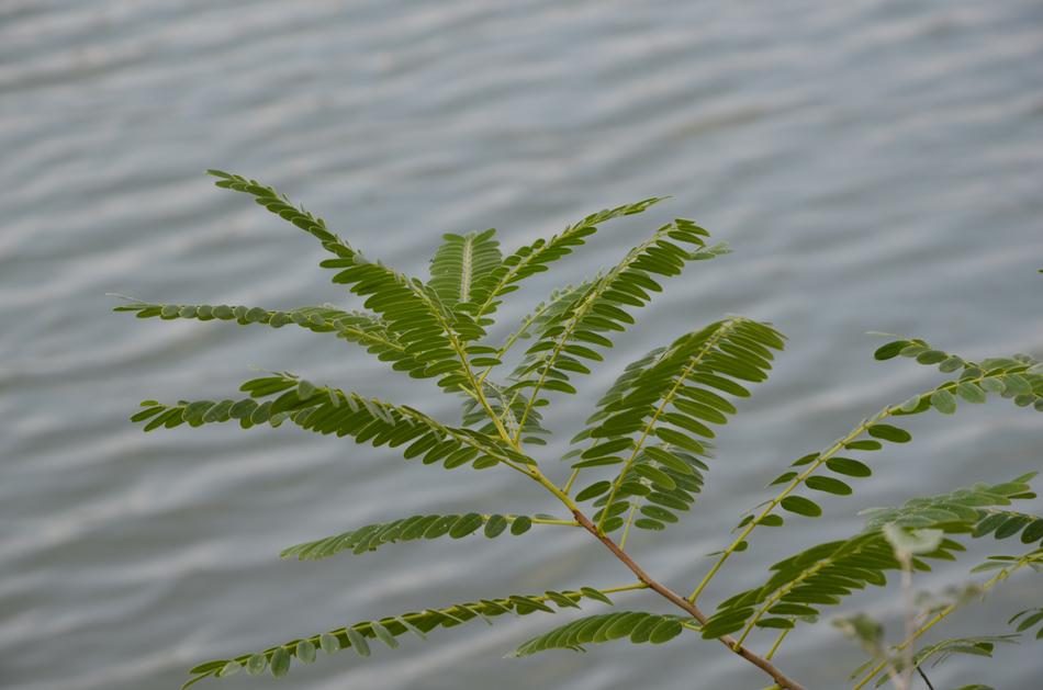 Leaf Nature Plant