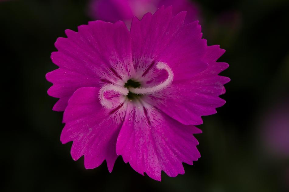 Carnation Pink Blossom