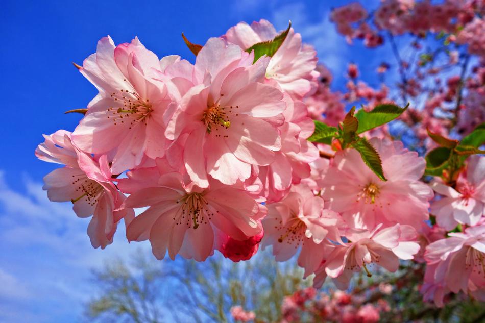 Cherry Blossom Flower Tree