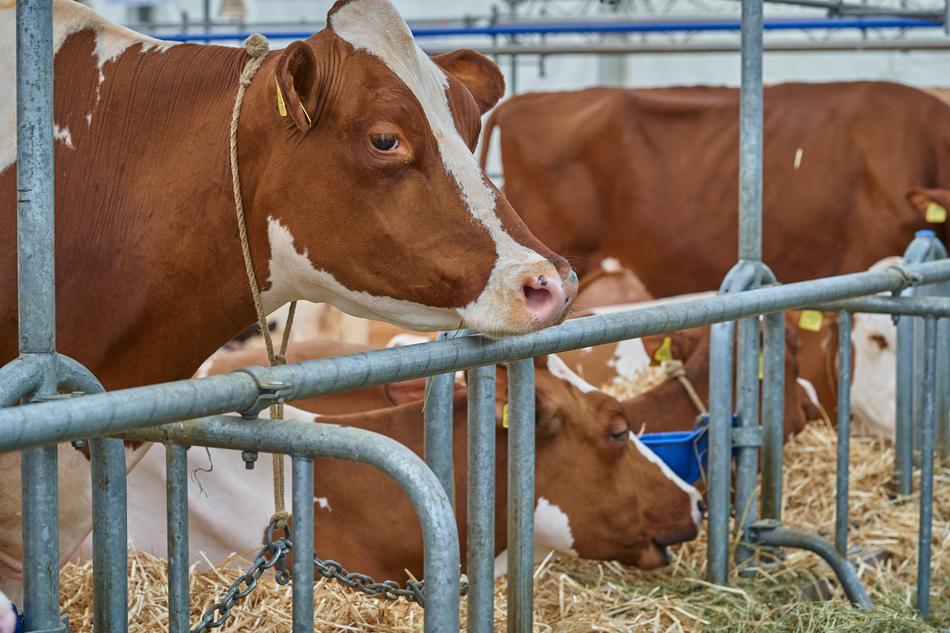 Cow Stall Eat