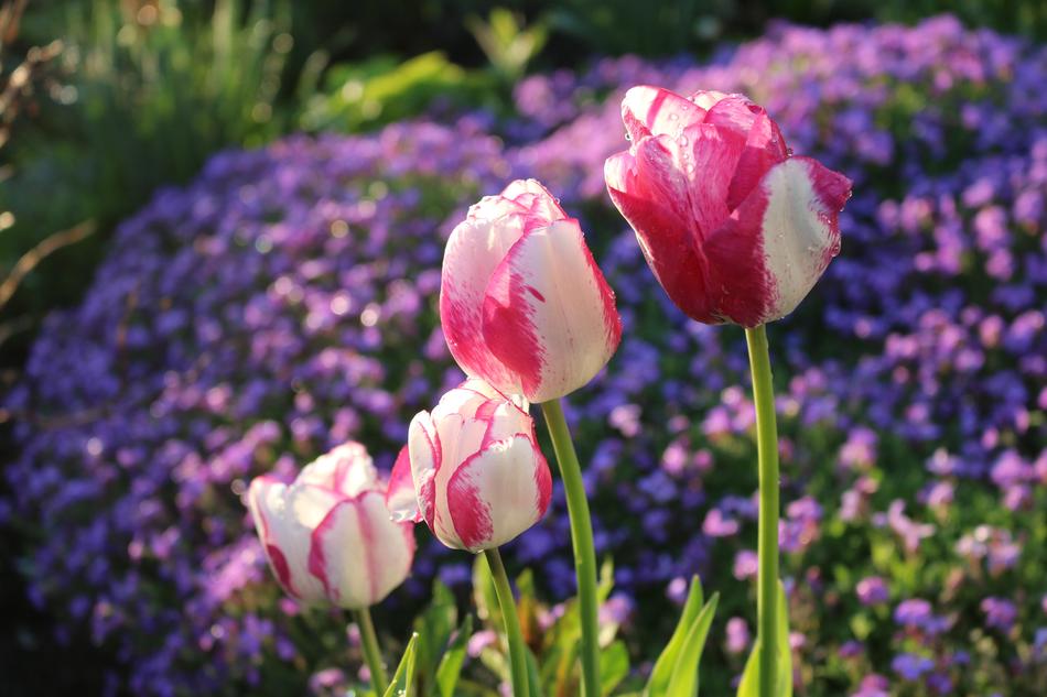 Flower Nature Plant