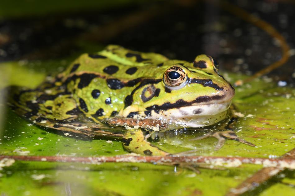 Frog Water Lily Nature