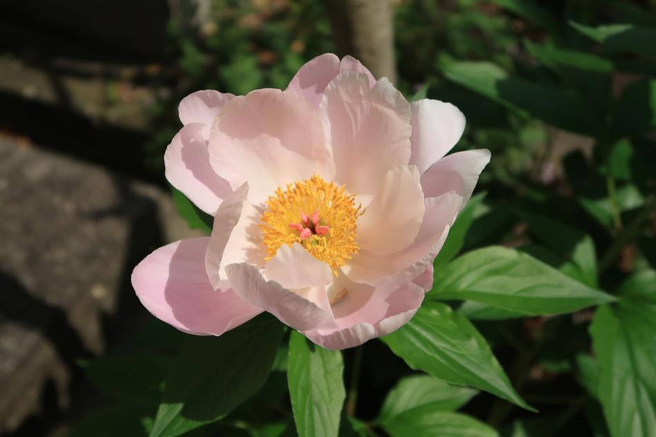 Natural Plant Flowers