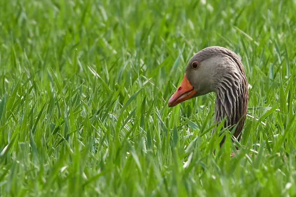 Goose Grass Head
