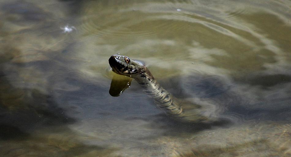 wild snake in the water