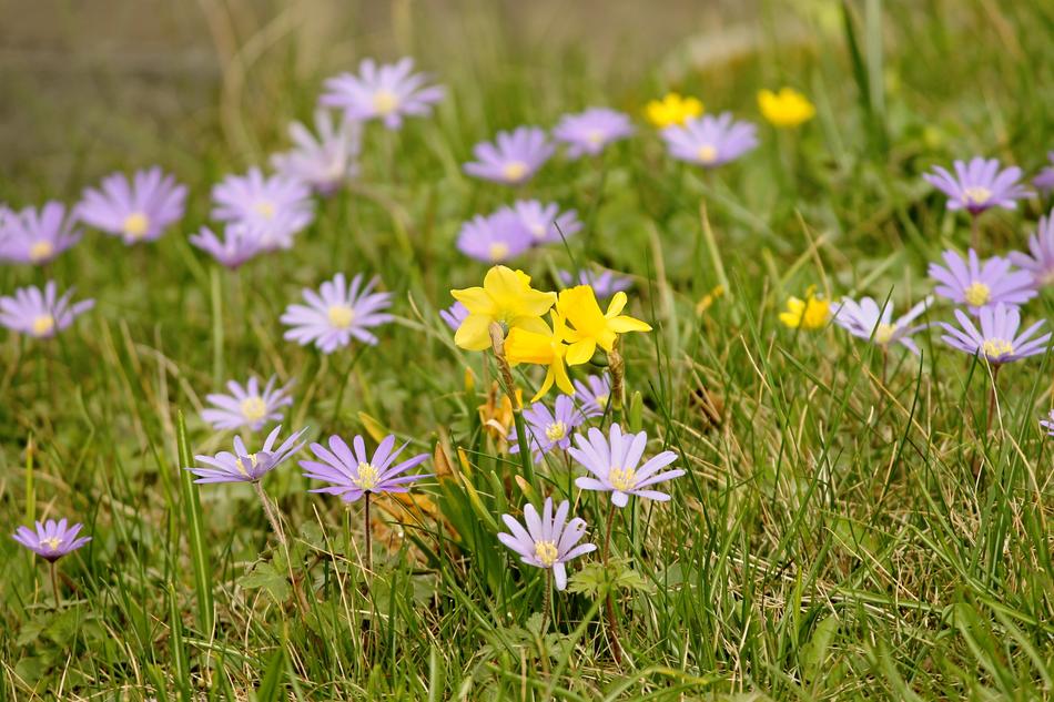 Spring Meadow Flowers Flower
