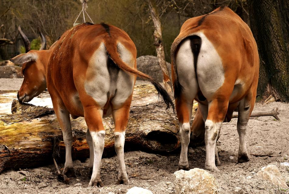 Banteng Beef Bos Javanicus