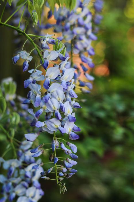 Glycine Flower Creeper