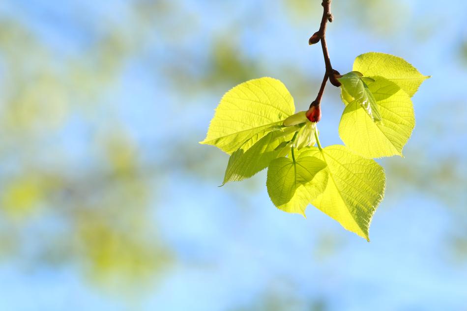 Foliage Spring Nature
