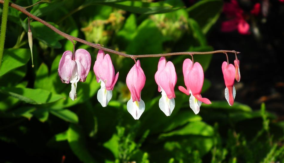Nature Plant Flower