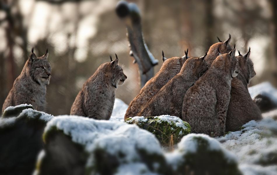 Nature Animal World Mammal