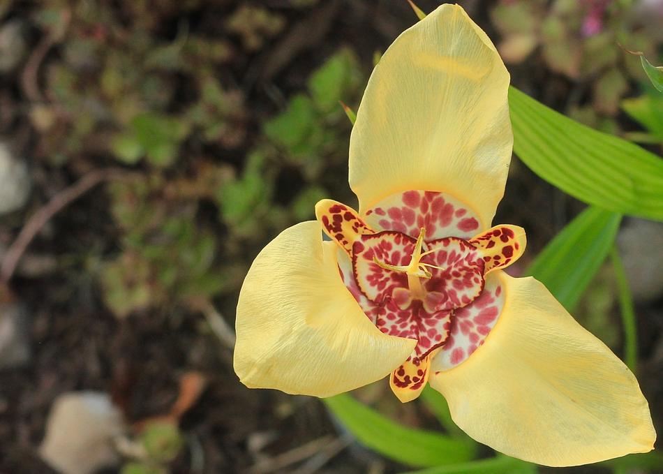 Flower Bulb Yellow