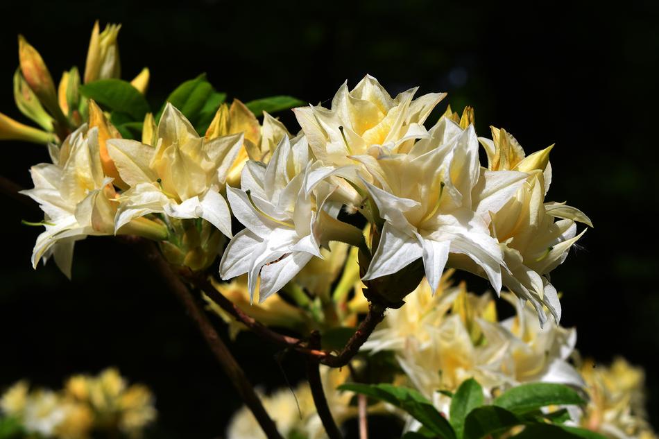 yellow flowers on a branch view