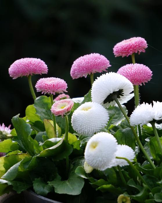 Nature Plant Flower