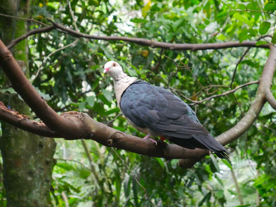 Nature Tree Bird
