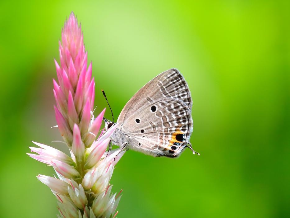Nature Butterfly Insect