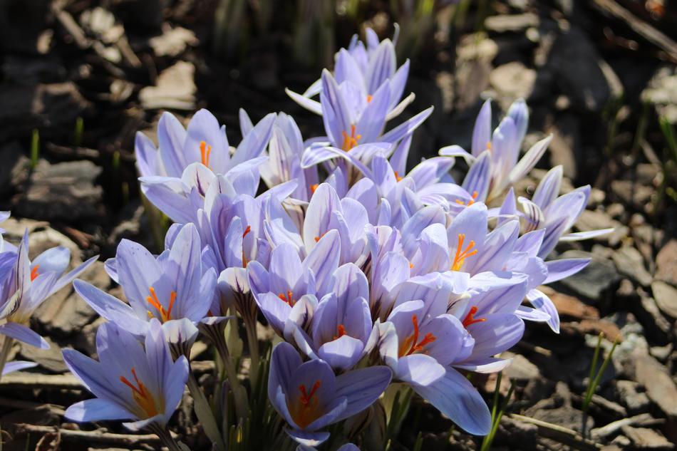 Crocus macro blur garden