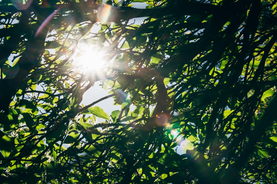 Tree Leaf Foliage