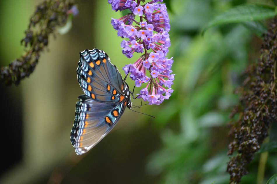 Butterfly Nature Insect