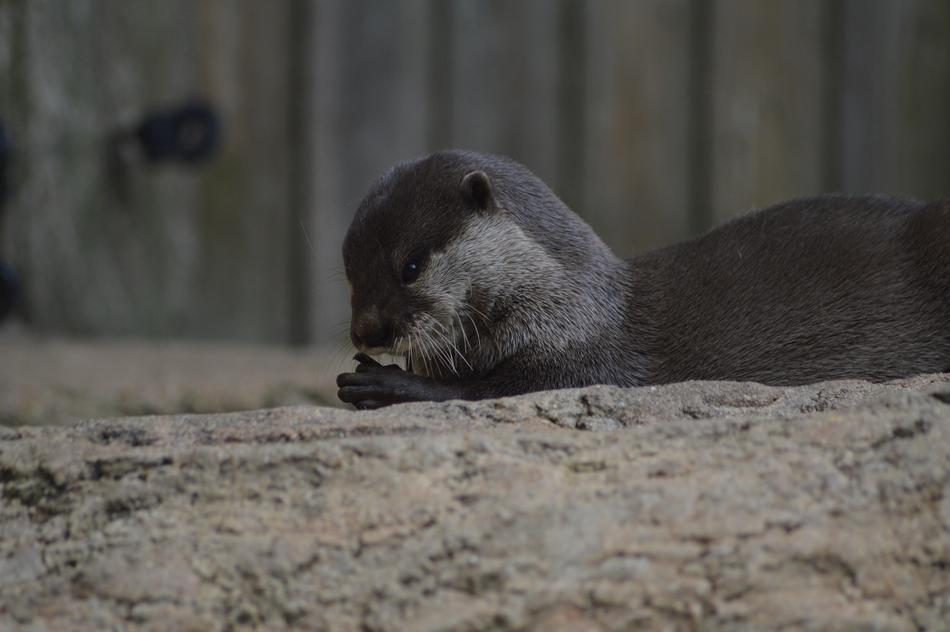 Otter Nature Zoo