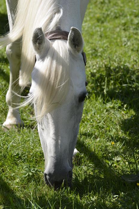 Mold Mare Main And State Stud