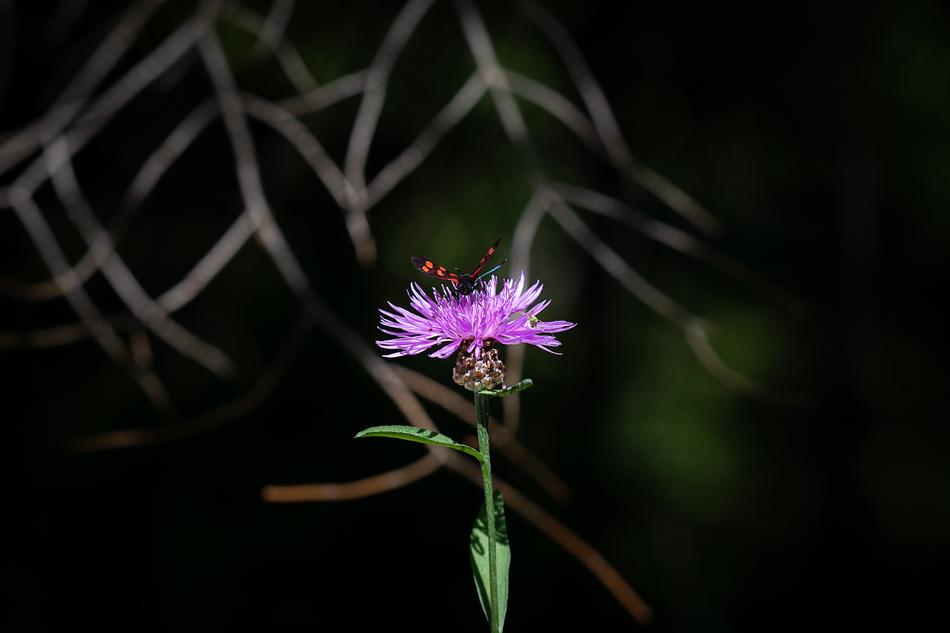 Flower Plant Forest