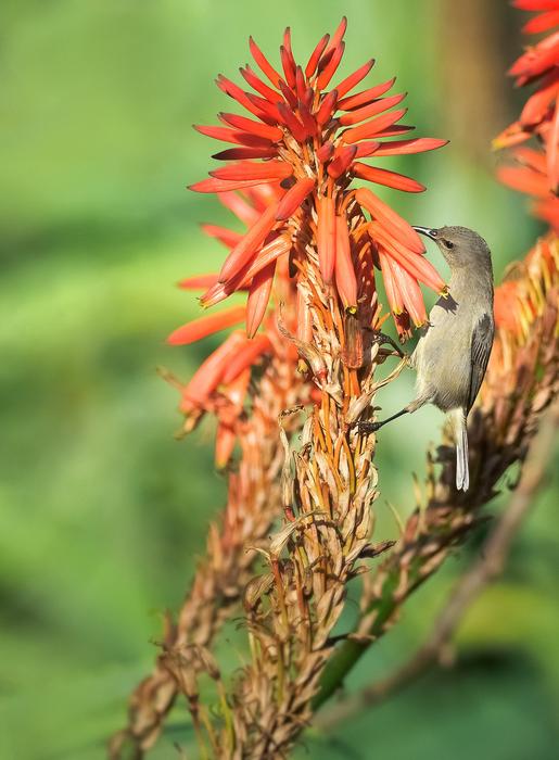 Gray bird on a flower