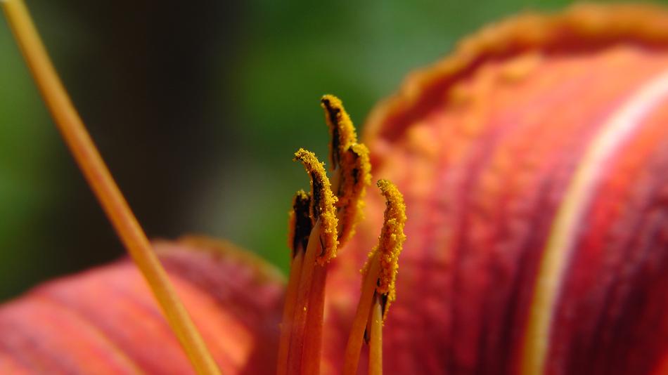Flowers Lily Macro Close