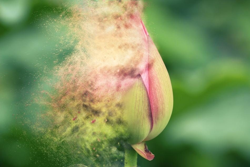 Nature Flora Flower