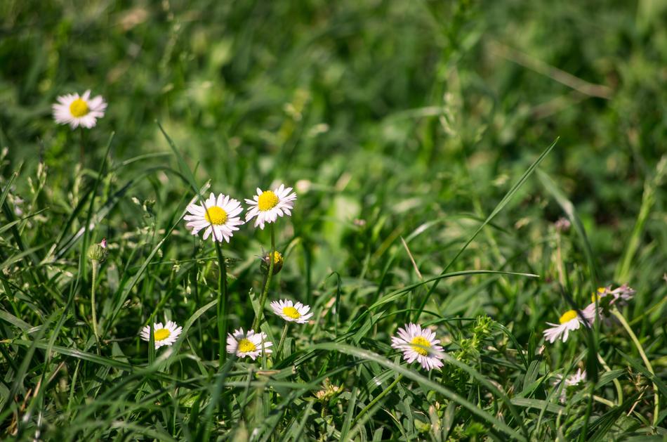 Flowers Daisies Petals