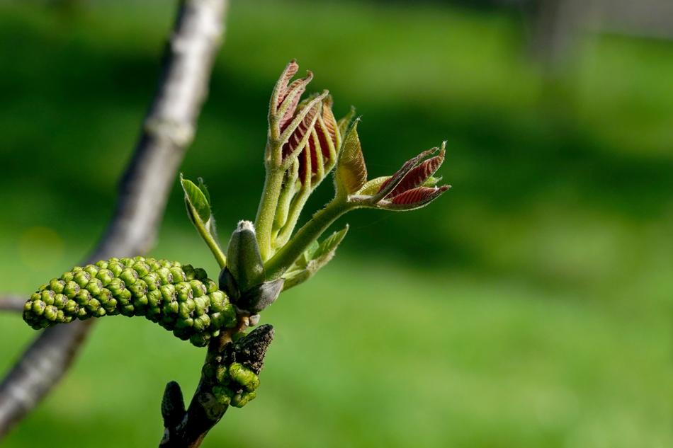 Nature Leaf Walnut