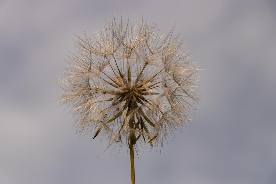 Large Dandelion Plant Furry