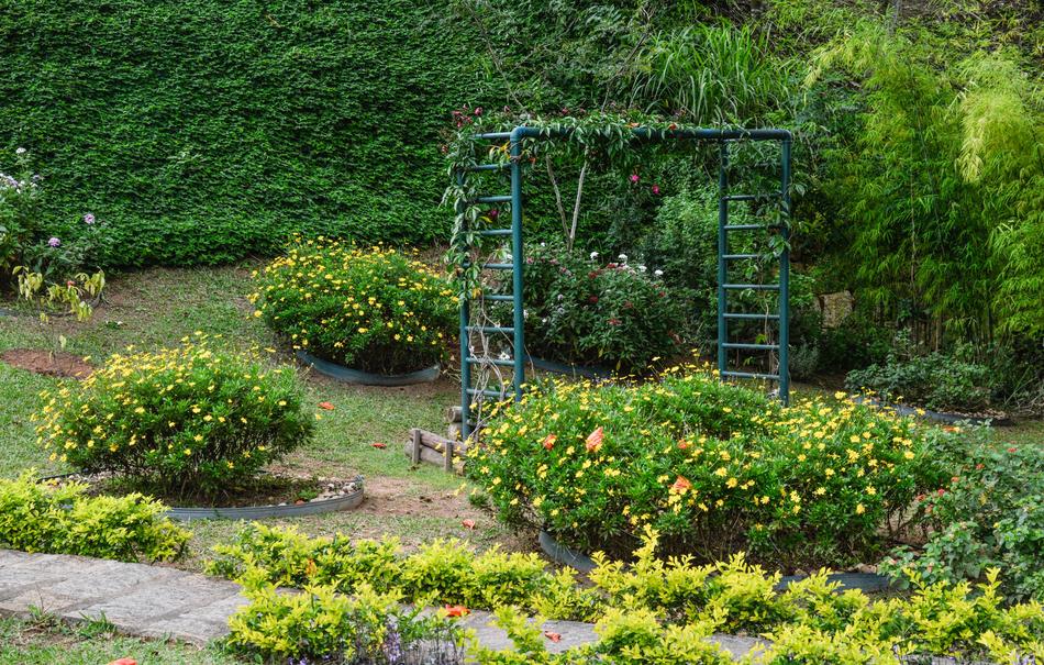 Garden Nature Plant