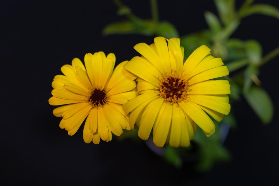 Calendula Yellow