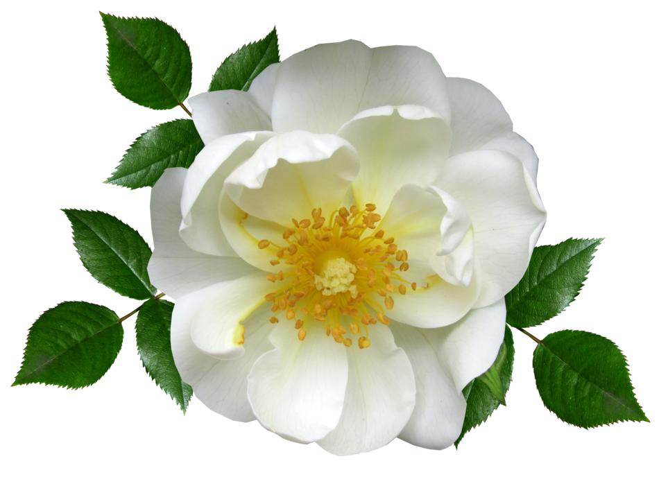 Flower White Rose Blossom