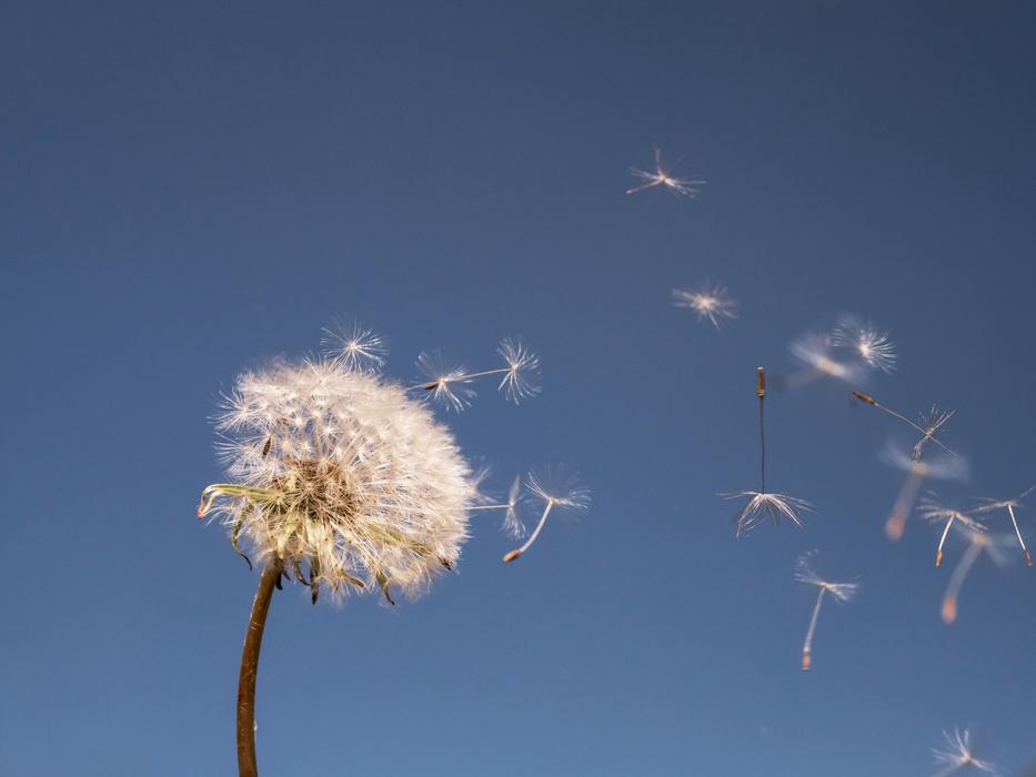 Dandelion Nature Fluffy