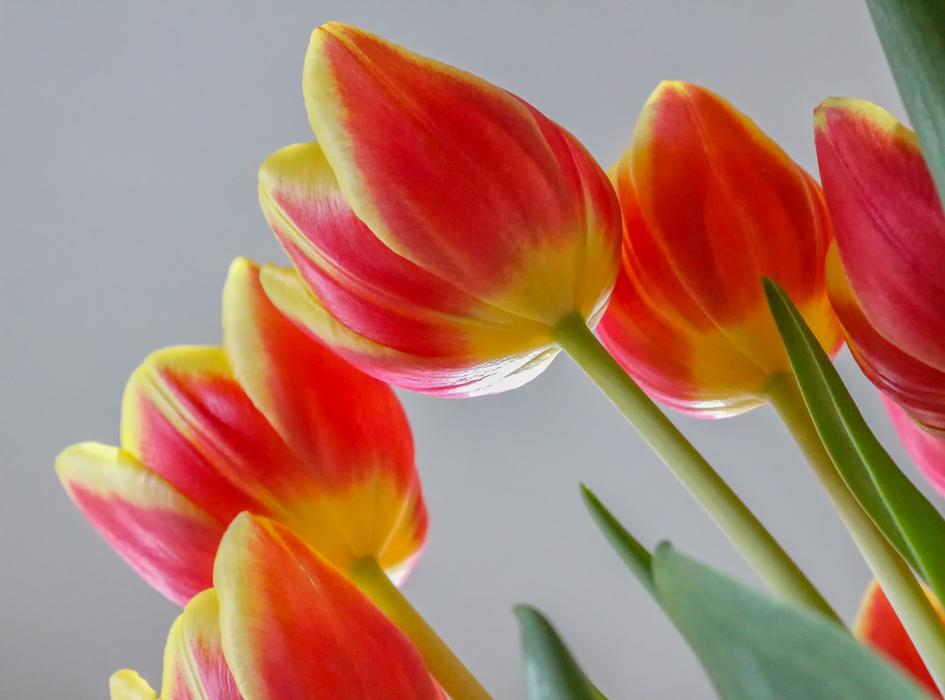 Tulips Cut Flowers